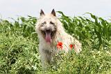 BOUVIER DES ARDENNES 039
